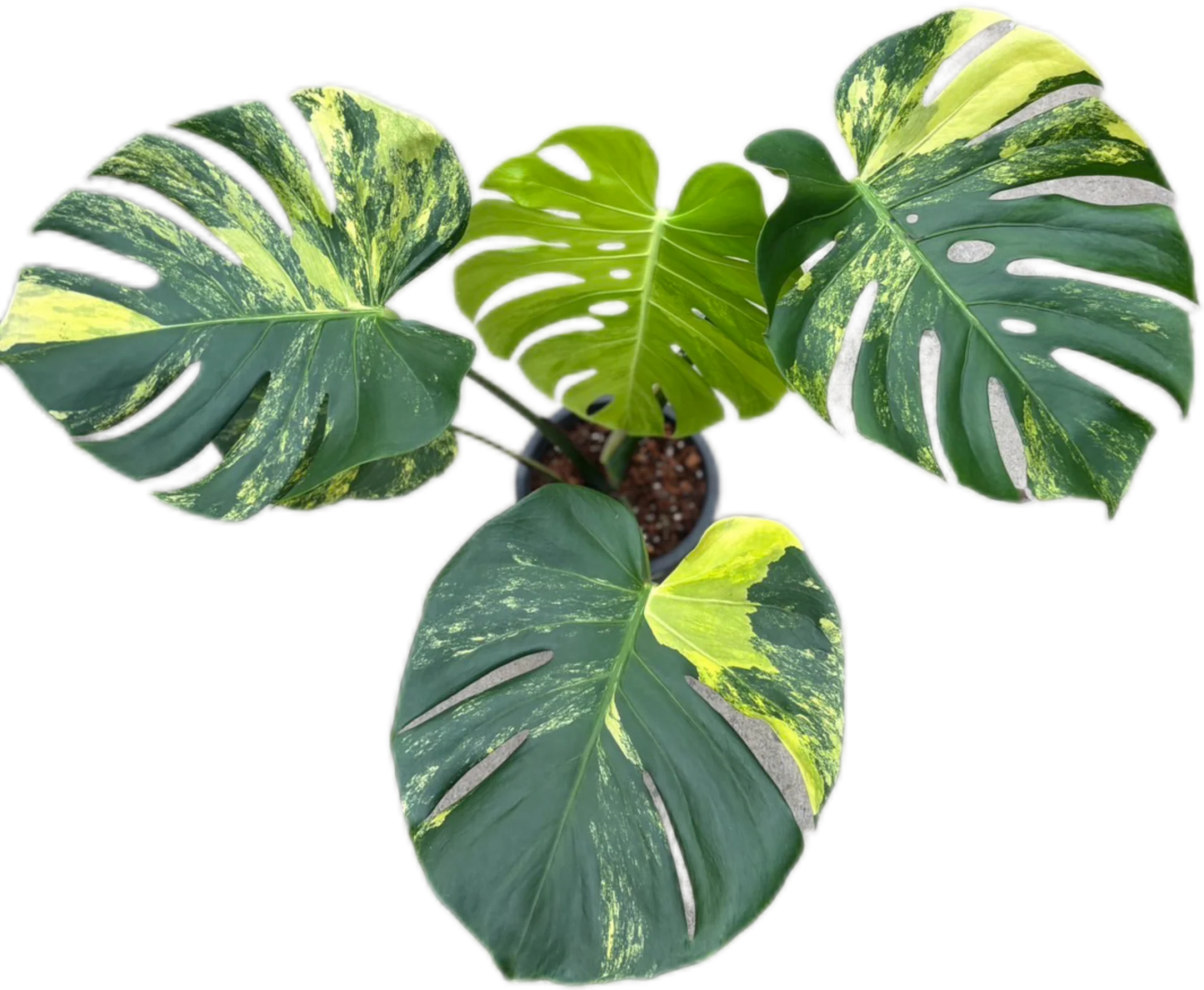 Monstera Deliciosa “Yellow Marilyn” LARGE