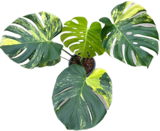 Monstera Deliciosa “Yellow Marilyn” LARGE