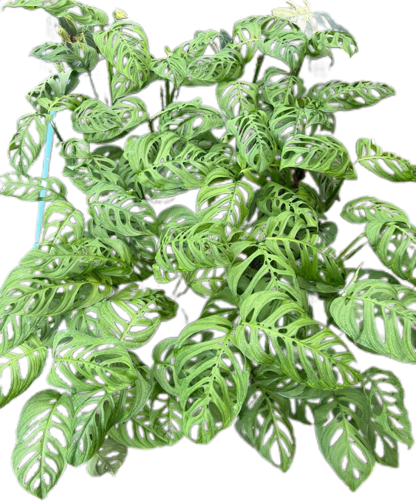Monstera Esqeuleto, set of 10 plants