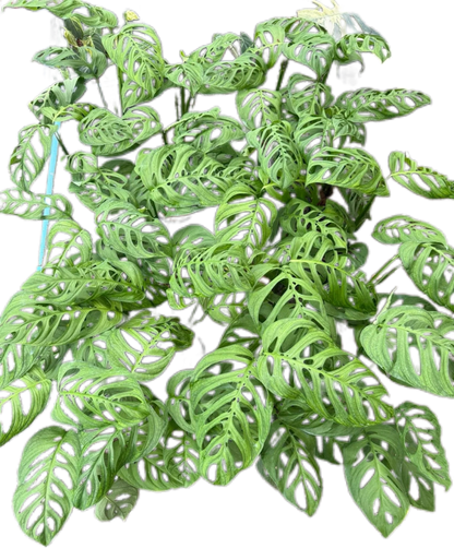 Monstera Esqeuleto, set of 10 plants