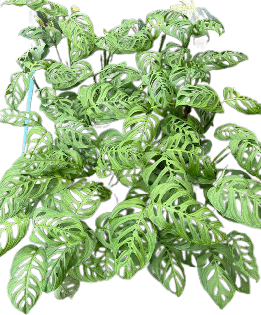 Monstera Esqeuleto, set of 10 plants