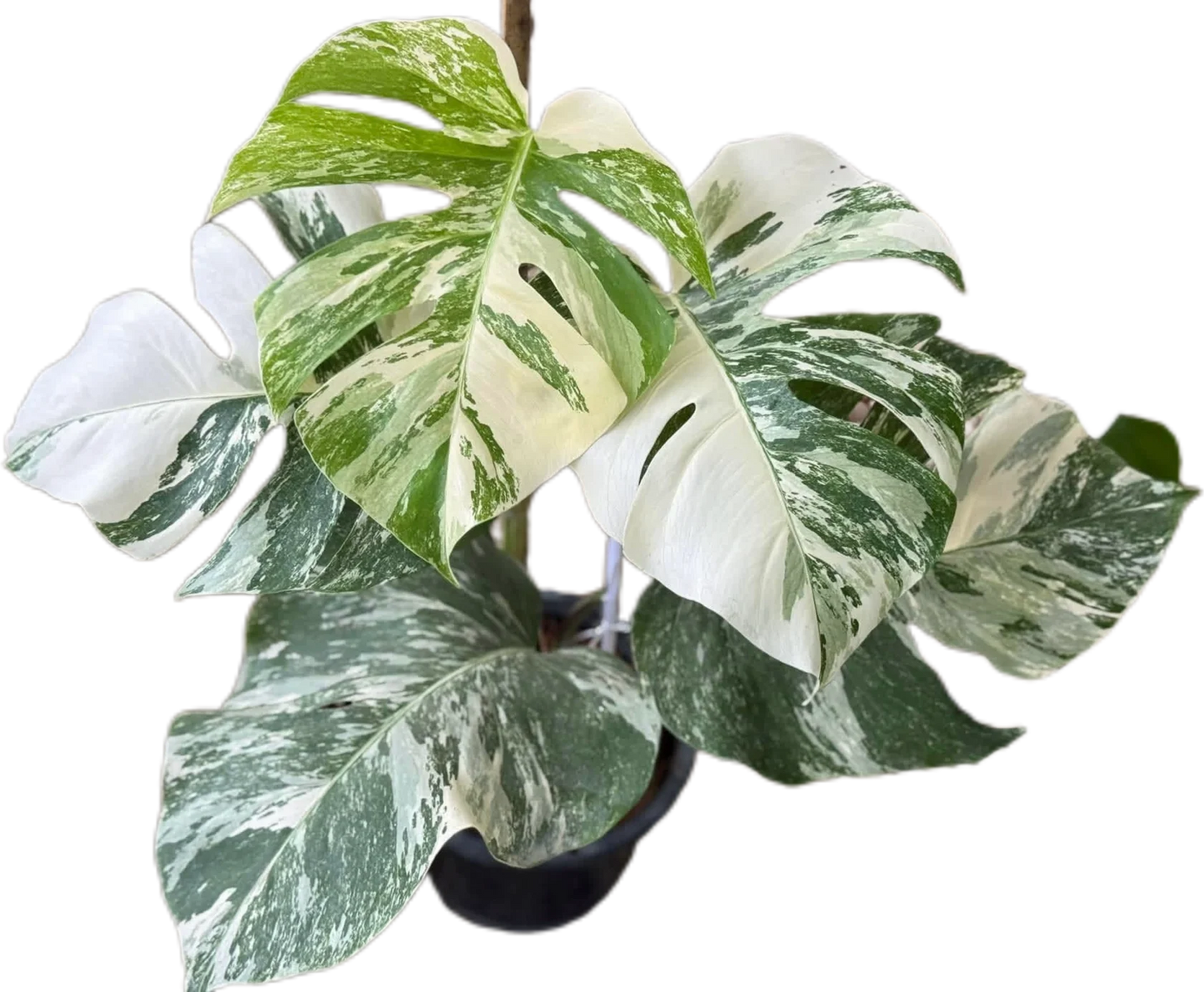 Monstera Albo (3-5 leaves) 10 plants total