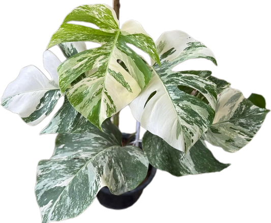 Monstera Albo (3-5 leaves) 10 plants total