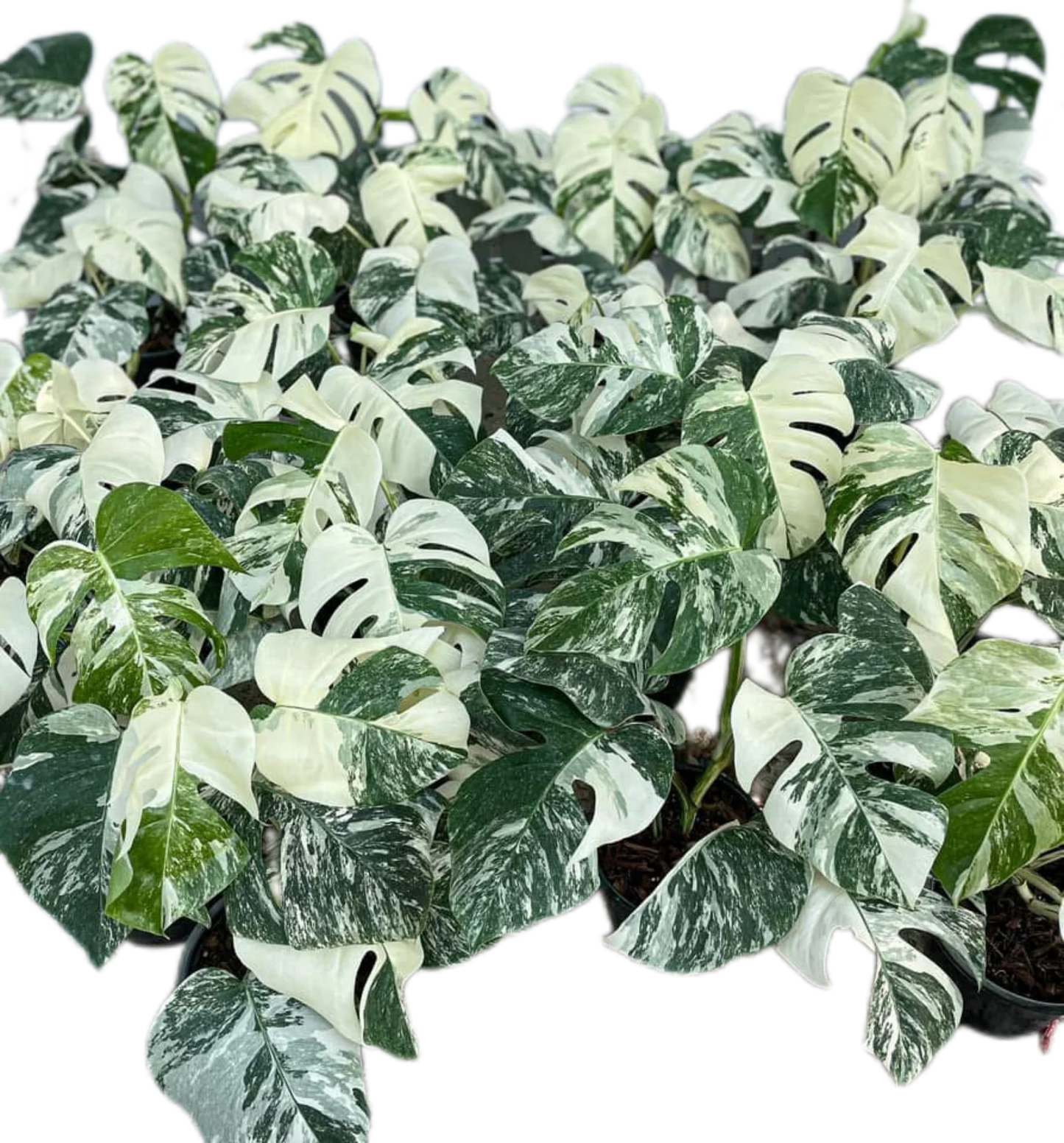 Monstera Albo (3-5 leaves) 10 plants total
