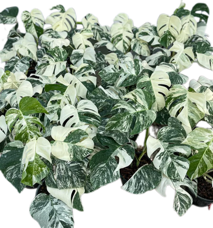 Monstera Albo (3-5 leaves) 10 plants total