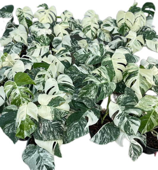 Monstera Albo (3-5 leaves) 10 plants total