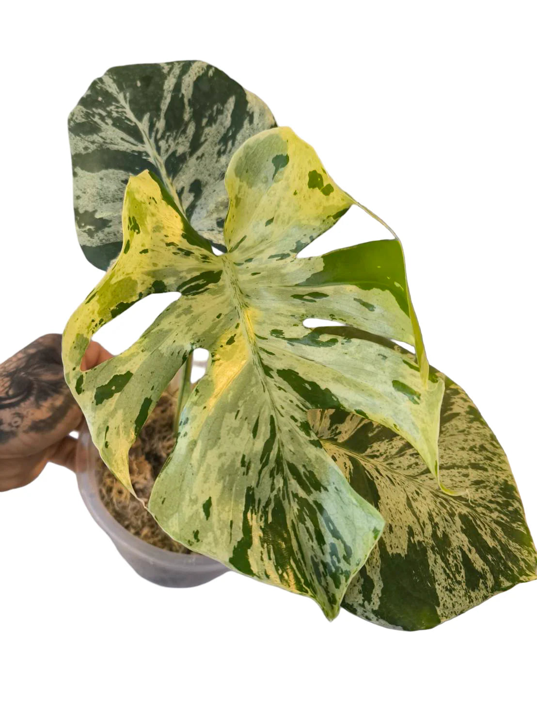 Monstera Bulbasaur