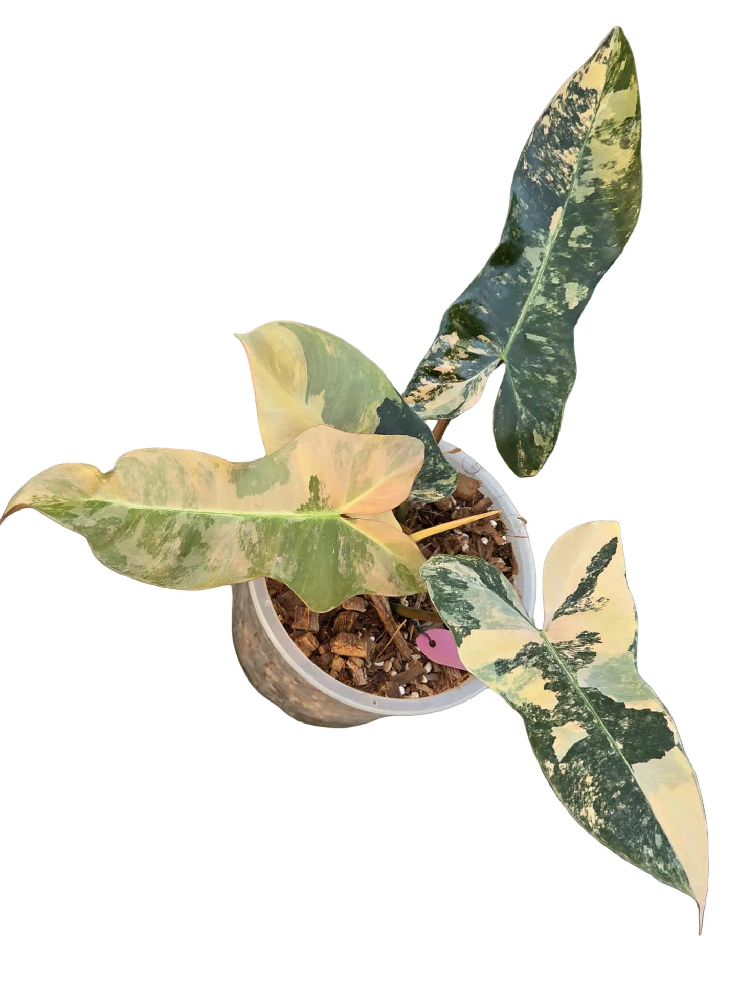 Philodendron “Fiora” Variegated [Florida Beauty x (Mayoi x Black Billietiae) NEW HYBRID!!