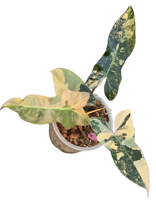 Philodendron “Fiora” Variegated [Florida Beauty x (Mayoi x Black Billietiae) NEW HYBRID!!