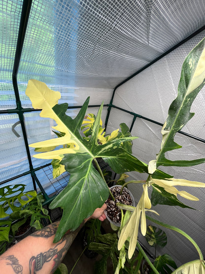 Variegated Philodendron Golden Dragon Albo