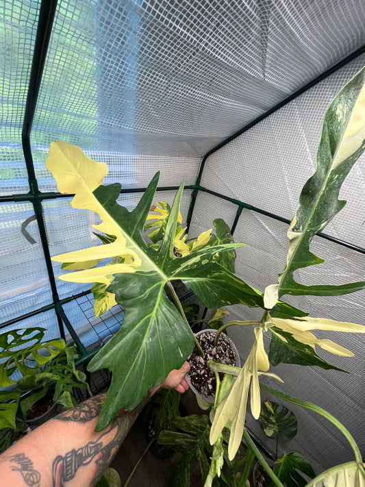 Variegated Philodendron Golden Dragon Albo