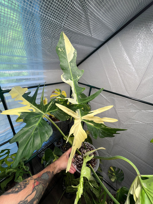Variegated Philodendron Golden Dragon Albo