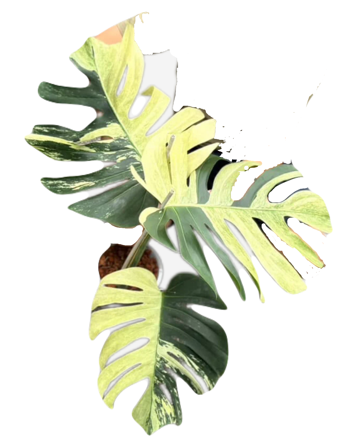 Monstera Mint NOID