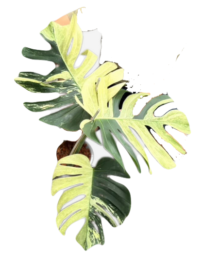 Monstera Mint NOID
