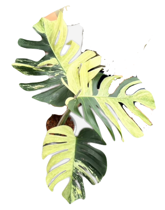 Monstera Mint NOID