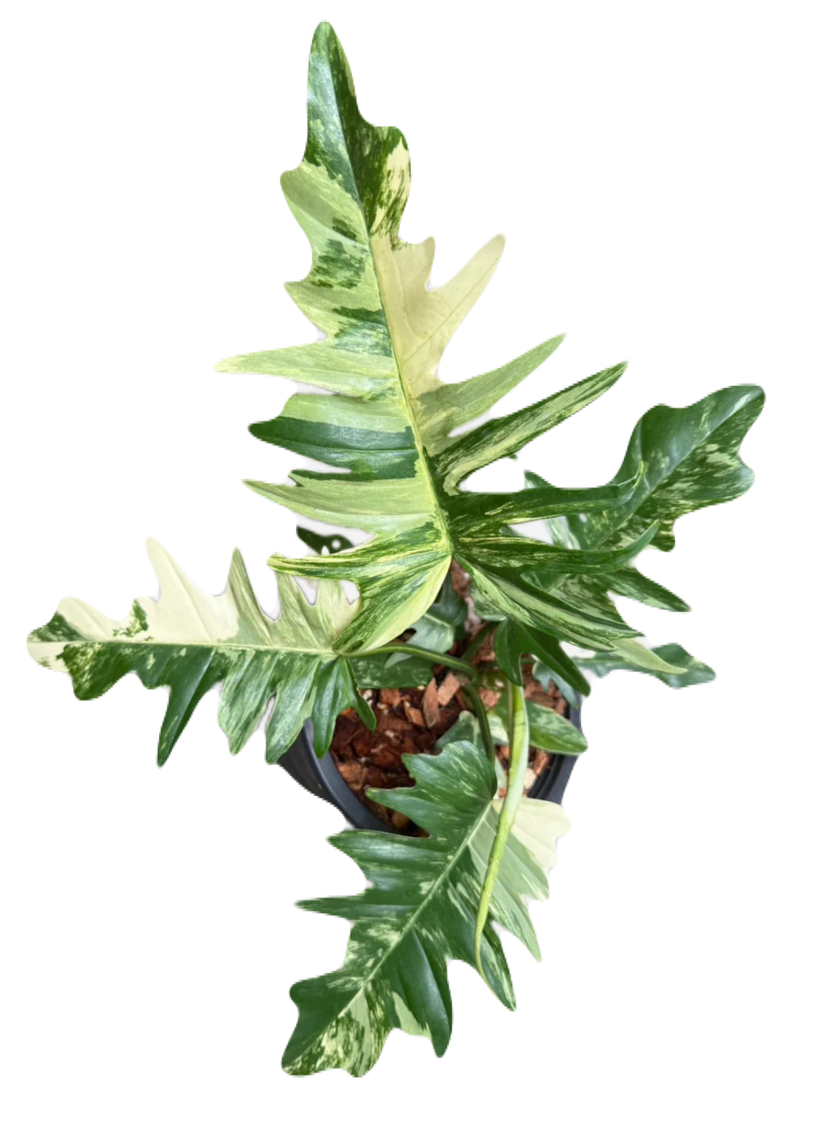 Florida Beauty X Tortum, set of 3 plants