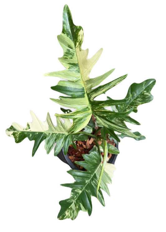 Florida Beauty X Tortum, set of 3 plants