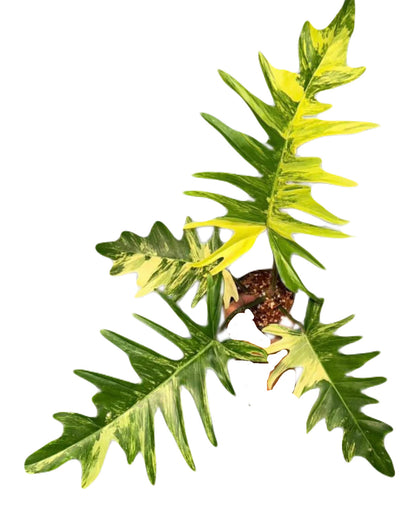 Florida Beauty X Tortum, set of 3 plants