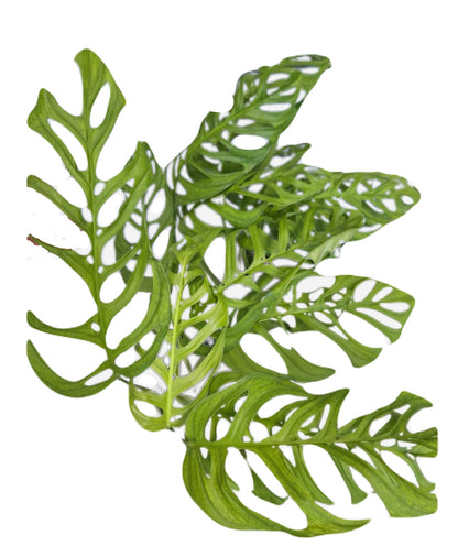 Monstera Esqueleto Large