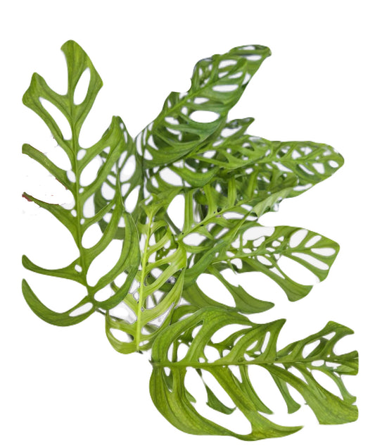 Monstera Esqueleto Large