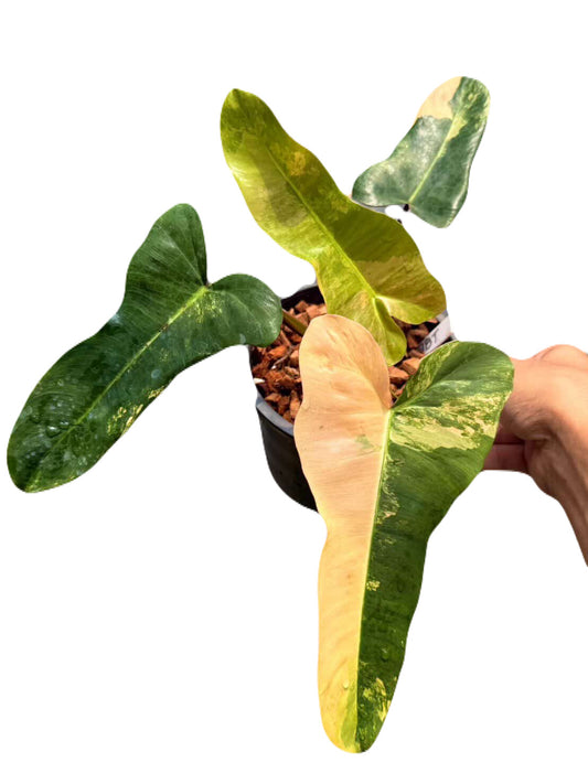 Variegated Philodendron Brown Beauty (Florida Beauty x Brown Billitiae)