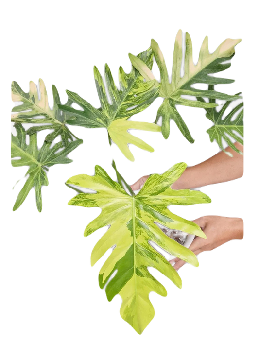 Variegated Philodendron Radiatium