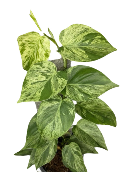Variegated Heartleaf Philodendron, set of 10 plants