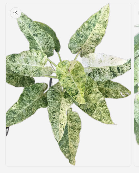 Philodendron Giganteum Variegated, set of 10 plants