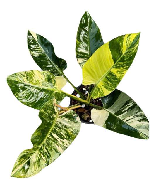 Variegated Green Congo  Philodendron LARGE